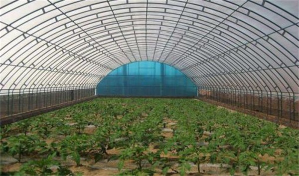 在井冈山上“种”科技(图1)