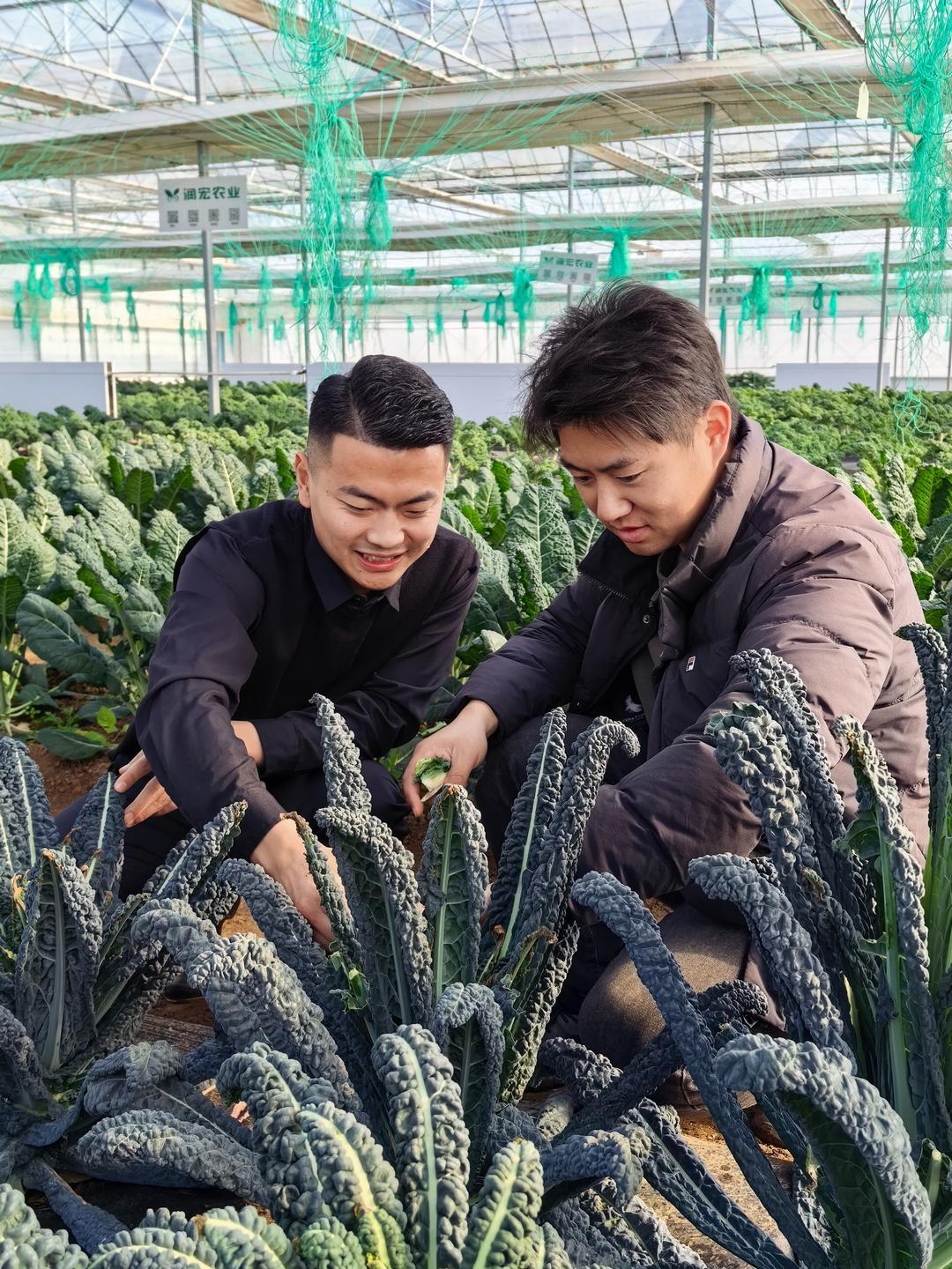 “棚”友圈遍及30国！寿光95后让中国大棚“出海”又出圈(图2)