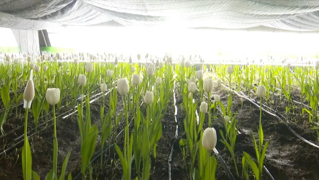 尚志：智能温室育繁花 特色种植促增收(图2)