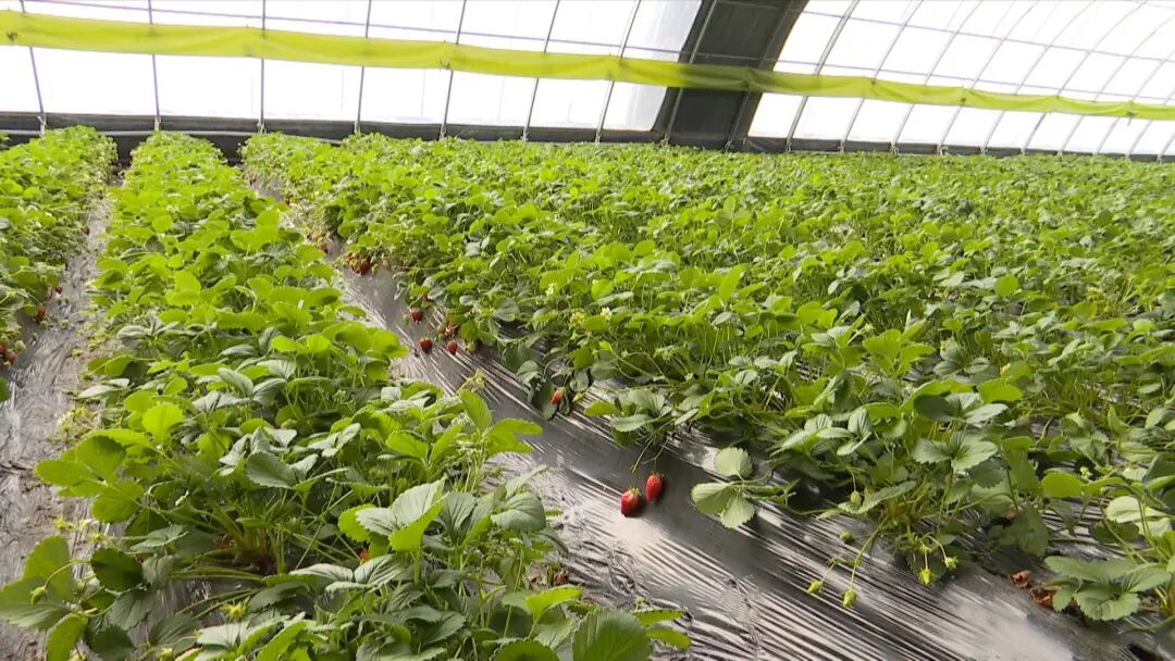 尚志：智能温室育繁花 特色种植促增收(图1)