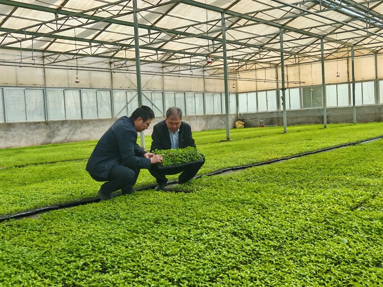 高台：育好辣椒“金秧苗” 点燃产业发展“新引擎”(图2)