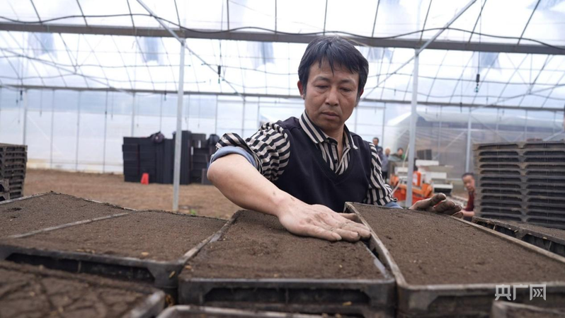 湖南临武：智能大棚育秧忙 科技赋能助春耕(图2)