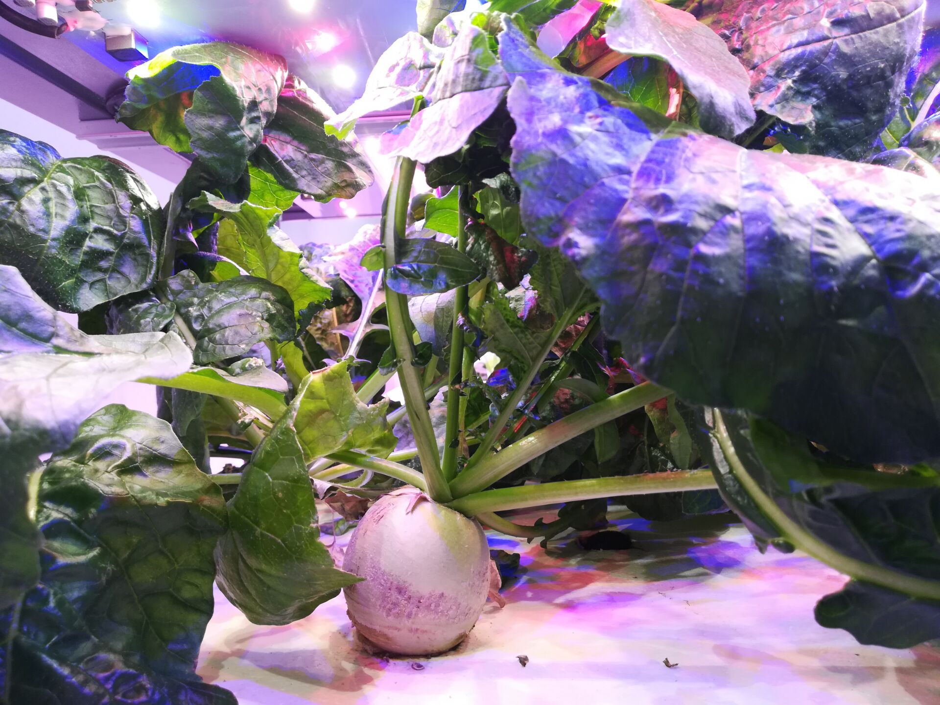 数字农场云平台：科技赋能农业精准种植绘就丰收新图景(图1)