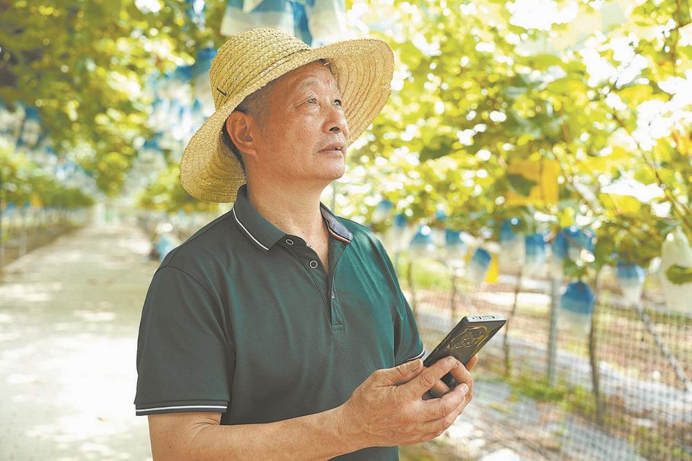 福建日报丨福安葡萄有点“潮”(图1)